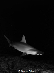 Cloaked in darkness, a curious hammerhead shark comes in ... by Byron Dilkes 